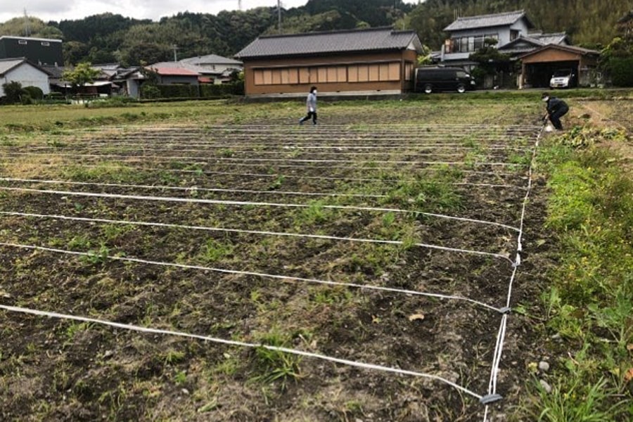銀の山ひまわり畑