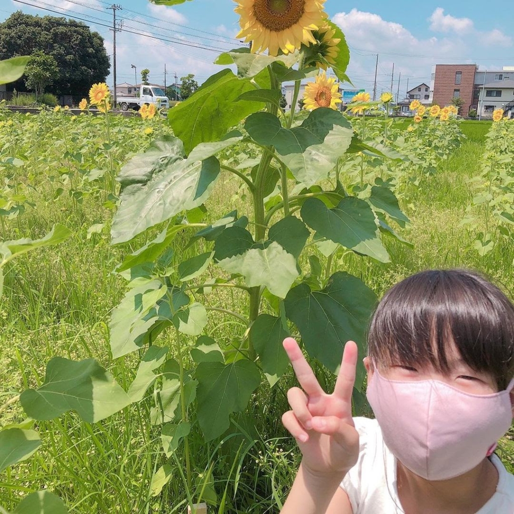 銀の山ひまわり畑